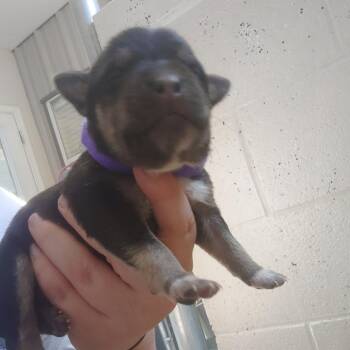 Lulu (Purple) -  Mixed Breed Dog for Adoption in Blairsville, Georgia - Lulu (Purple) | PetCurious