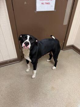 Mixed Breed Dogs Available for Adoption in Springfield, Ohio - Cotton Candy | PetCurious
