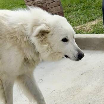 Lowie #7415 -  Great Pyrenees Dog for Adoption in Louisville, Kentucky - Lowie #7415 | PetCurious