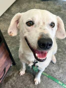 Speck -  Terrier and Feist Dog for Adoption in Harrodsburg, Kentucky - Speck | PetCurious