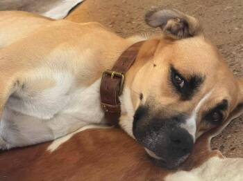 Oliver -  Black Mouth Cur Dog for Adoption in Glendale, Arizona - Oliver | PetCurious