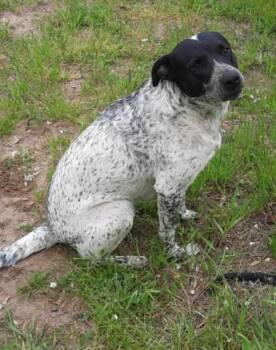 Dottie -  Australian Cattle Dog Blue Heeler Dog for Adoption in Point, Texas - Dottie | PetCurious