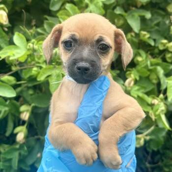 Fat Boy -  Chihuahua and Miniature Poodle Dog for Adoption in Walnut Creek, California - Fat Boy | PetCurious
