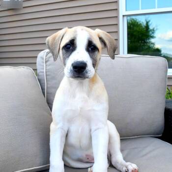 Liberty -  Anatolian Shepherd Dog for Adoption in Minneapolis, Minnesota - Liberty | PetCurious