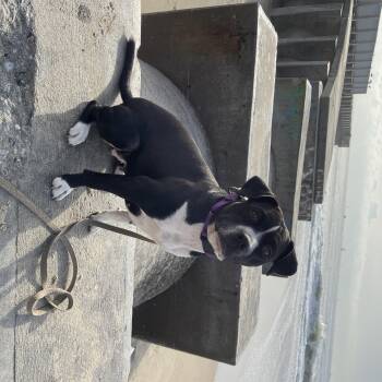 Rescue Staffordshire Bull Terrier Dogs for Adoption in Marina Del Rey, California - Tiny - Courtesy Post | PetCurious