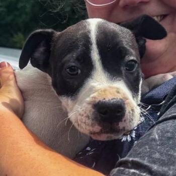 Jinx -  Mixed Breed Dog for Adoption in Springboro, Ohio - Jinx | PetCurious