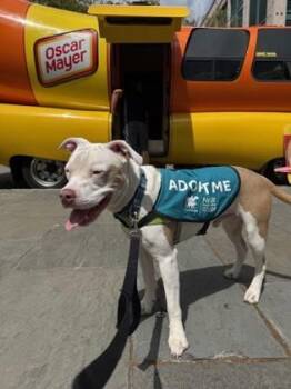 American Staffordshire Terrier and Mixed Breed Dogs Available for Adoption in North Charleston, South Carolina - 91862a Prince Hunky Dory | PetCurious