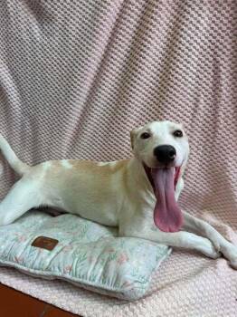Katniss -  Labrador Retriever and Mixed Breed Dog for Adoption in Groveland, Massachusetts - Katniss | PetCurious