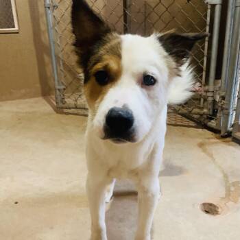Rescue Australian Shepherd Dogs for Adoption in Mustang, Oklahoma - Osbourne | PetCurious