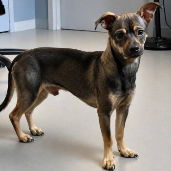 Chihuahua and Dachshund Dogs Available for Adoption in Hopkinton, Massachusetts - Kingston | PetCurious