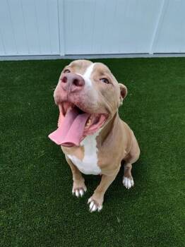 BLUE -  Mixed Breed Dog for Adoption in Palmetto, Florida - BLUE | PetCurious