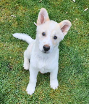 Rescue Labrador Retriever and Husky Dogs for Adoption in Bothell, Washington - Wiley | PetCurious