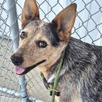 Lucy - URGENT -  Australian Cattle Dog Blue Heeler Dog for Adoption in Thousand Oaks, California - Lucy - URGENT | PetCurious