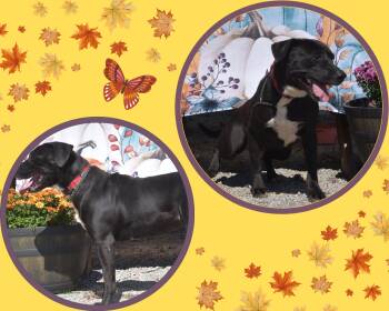 Rescue American Staffordshire Terrier and Labrador Retriever Dogs for Adoption in Brooksville, Kentucky - Willow | PetCurious