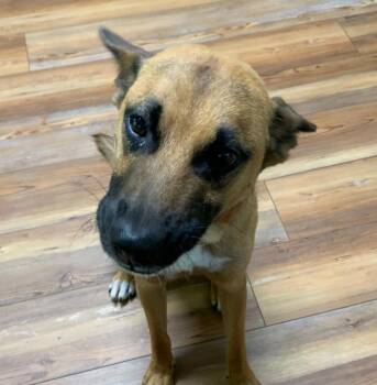 Rescue Belgian Shepherd Malinois and Shepherd Dogs for Adoption in Jasper, Georgia - Tater | PetCurious