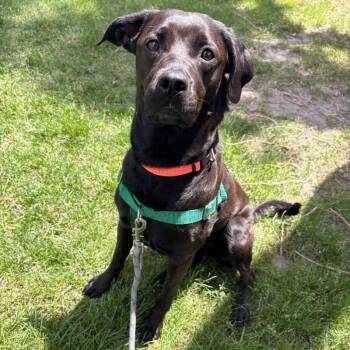 Ember -  Black Labrador Retriever and Pit Bull Terrier Dog for Adoption in Fruit Heights, Utah - Ember | PetCurious