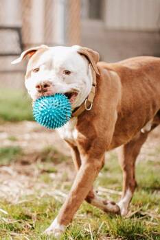 Pit Bull Terrier Dogs Available for Adoption in Newberg, Oregon - Gronk - Sponsored By Danny Flensborg | PetCurious