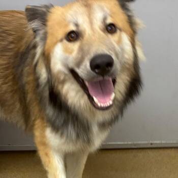 Blaine -  Husky and Mixed Breed Dog for Adoption in Corpus Christi, Texas - Blaine | PetCurious