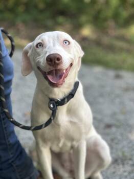 Sea Salt -  Terrier Dog for Adoption in Meherrin, Virginia - Sea Salt | PetCurious