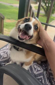 Pembroke Welsh Corgi Dogs Available for Adoption - Sadie | PetCurious