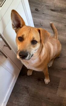 Charli - Urgent Foster/Foster to Adopt/Adopter needed -  Black Mouth Cur Dog for Adoption in Wantagh, New York - Charli - Urgent Foster/Foster To Adopt/Adopter Needed | PetCurious