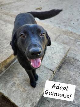 Black Labrador Retriever and Border Collie Dogs Available for Adoption - Guinness | PetCurious