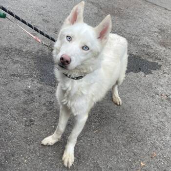Rescue Siberian Husky Dogs for Adoption in Spokane, Washington - Pogo | PetCurious
