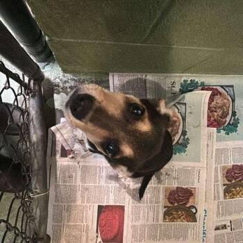 Mixed Breed Dogs Available for Adoption in Gadsden, Alabama - PeeWee | PetCurious