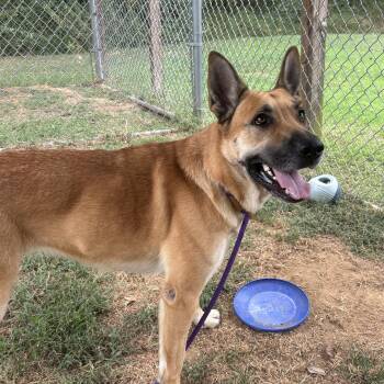 Sienna -  German Shepherd Dog Dog for Adoption in Collierville, Tennessee - Sienna | PetCurious