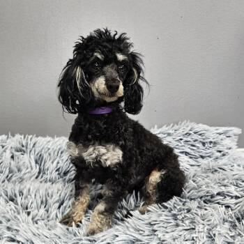Poodle Dogs Available for Adoption - Peyton | PetCurious