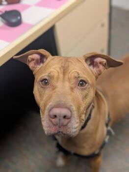 Penny -  Mixed Breed Dog for Adoption in Winnipeg, Manitoba - Penny | PetCurious