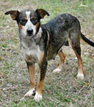 Rescue Australian Shepherd and Golden Retriever Dogs for Adoption in Morton Grove, Illinois - Hallie | PetCurious