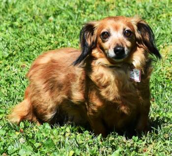 Giselle in TN -  Dachshund and Chihuahua Dog Available for Adoption in Shelbyville, Tennessee - Giselle In TN | PetCurious