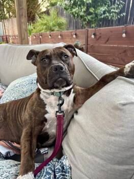 Rescue Pit Bull Terrier Dogs for Adoption in Eagle, Idaho - Terri **Courtesy Post. Out Of Town Pet. See Below For Details** | PetCurious