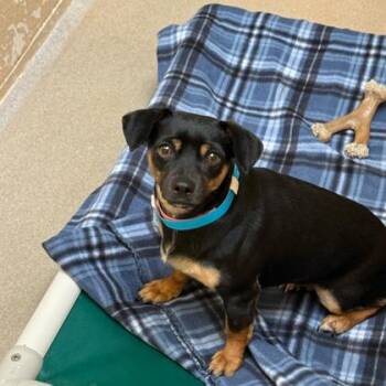 Chihuahua and Dachshund Dogs Available for Adoption - Maya | PetCurious