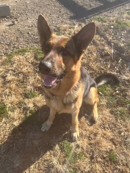 German Shepherd Dog Dogs Available for Adoption - Shep | PetCurious