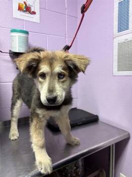 Mixed Breed Dogs Available for Adoption - 60579870 | PetCurious