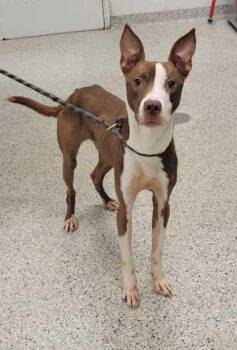 Reed -  Pit Bull Terrier and Mixed Breed Dog for Adoption in Kansas City, Missouri - Reed | PetCurious