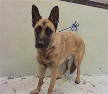 Belgian Shepherd Malinois and Mixed Breed Dogs Available for Adoption - JEFFERSON | PetCurious