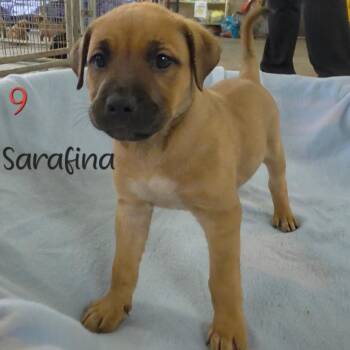 Sarafina -  Pit Bull Terrier and Australian Shepherd Dog for Adoption in Parkersburg, West Virginia - Sarafina | PetCurious