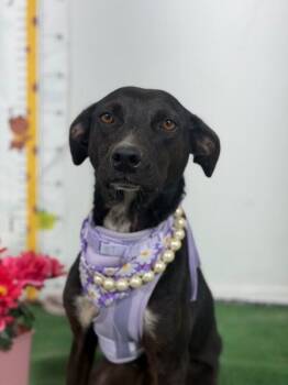 Prieta-One of our Amazing Rescue Dogs -  Whippet and Black Labrador Retriever Dog for Adoption in Carlsbad, California - Prieta-One Of Our Amazing Rescue Dogs | PetCurious