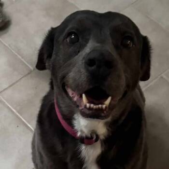 Rescue Catahoula Leopard Dog Dogs for Adoption in Midland, Texas - Storm | PetCurious