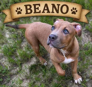 BEANO -  American Bully Dog for Adoption in Darien, Georgia - BEANO | PetCurious