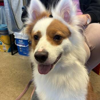 Hazel -  Collie Dog for Adoption in Indiana, Pennsylvania - Hazel | PetCurious