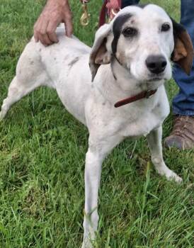 Rescue English Coonhound and Treeing Walker Coonhound Dogs for Adoption in Monterey, Virginia - Patch | PetCurious