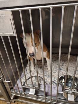 Rescue Pit Bull Terrier and Mixed Breed Dogs for Adoption in Anderson, Indiana - Tyer | PetCurious