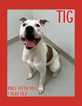 Rescue Pit Bull Terrier Dogs for Adoption in Danville, Indiana - Tig | PetCurious