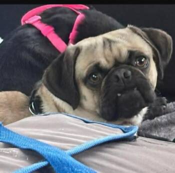 Toby -  Pug Dog for Adoption in Severance, Colorado - Toby | PetCurious