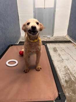 Silvio -  Poodle Dog for Adoption in Los Angeles, California - Silvio | PetCurious