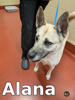 Siberian Husky Dogs Available for Adoption - Alana | PetCurious